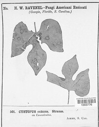 Image Associated With the Occurence